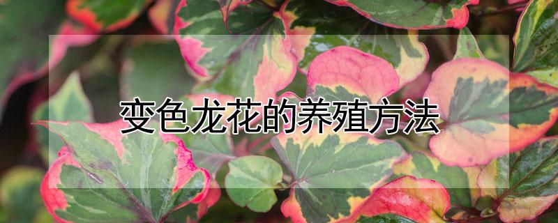 变色龙花的养殖方法 月季变色龙花的养殖方法