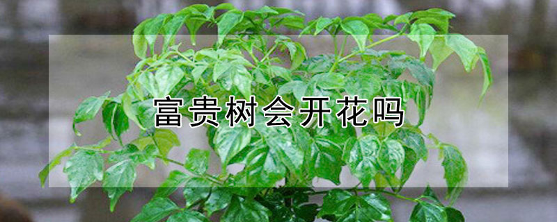 富贵树会开花吗