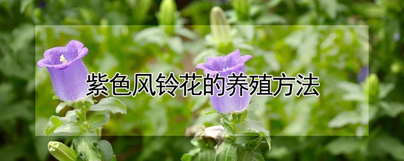 紫色风铃花的养殖方法