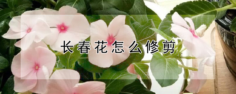 长春花怎么修剪