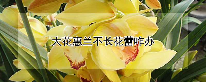 大花惠兰不长花蕾咋办（蕙兰花苞不开花）