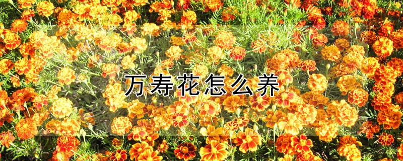 万寿花怎么养（长寿花怎么养才开花）