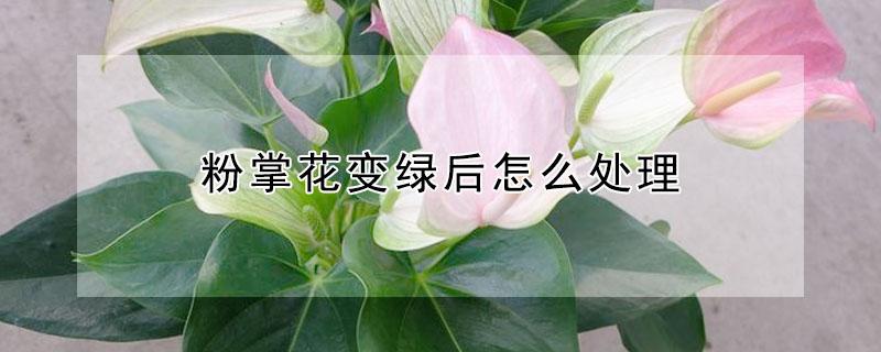 粉掌花变绿后怎么处理（粉掌为什么花会变绿）