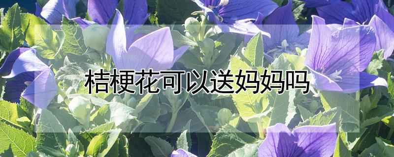 桔梗花可以送妈妈吗 白色桔梗花可以送妈妈吗