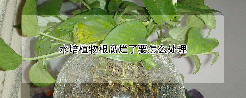 水培植物根腐烂了要怎么处理 水培植物根部腐烂怎么办