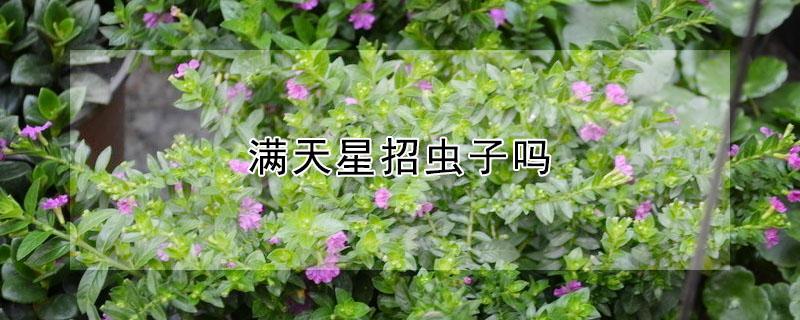 满天星招虫子吗