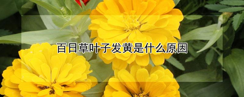 百日草叶子发黄是什么原因（百日草黄叶怎么办?）