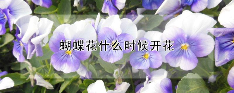 蝴蝶花什么时候开花