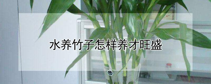 水养竹子怎样养才旺盛 盆栽水竹子怎么养才能更旺盛