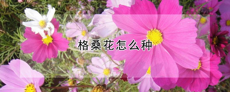 格桑花怎么种 格桑花怎么种植和养护