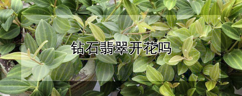 钻石翡翠开花吗（金钻宝石会开花吗）