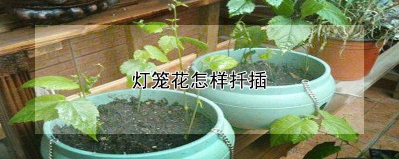 灯笼花怎样扦插