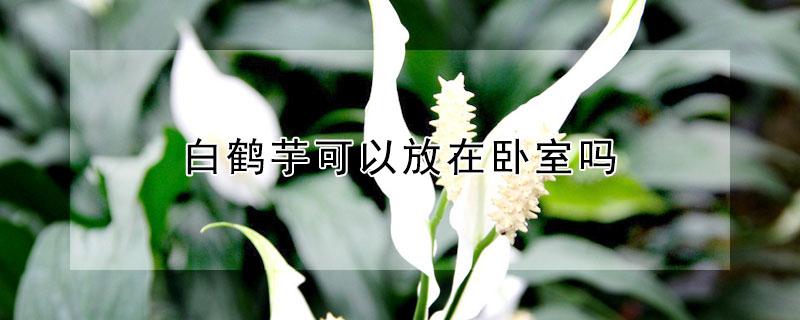 白鹤芋可以放在卧室吗