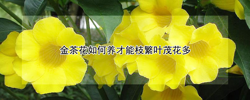 金茶花如何养才能枝繁叶茂花多 金花茶树种多久开花