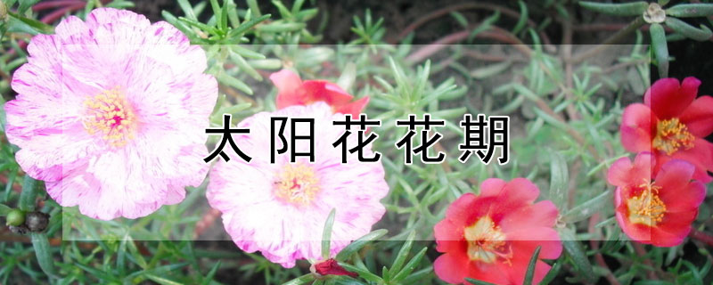 太阳花花期