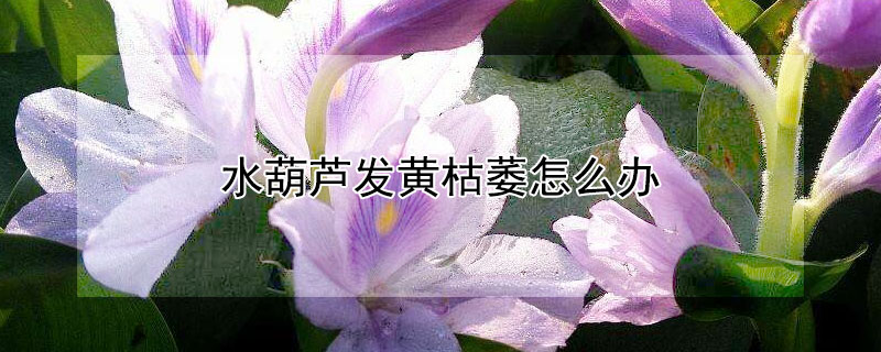 水葫芦发黄枯萎怎么办