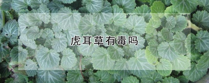 虎耳草有毒吗