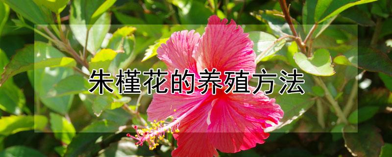 朱槿花的养殖方法（朱槿花的养殖方法和特性）