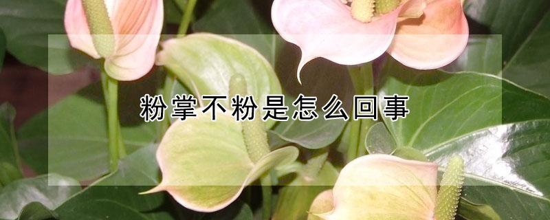 粉掌不粉是怎么回事（粉掌花不粉了咋回事）