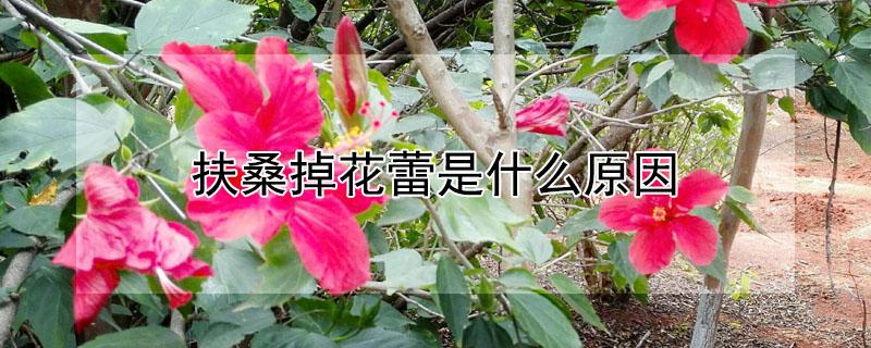 扶桑掉花蕾是什么原因