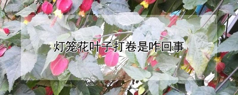 灯笼花叶子打卷是咋回事 灯笼花叶子打卷什么原因