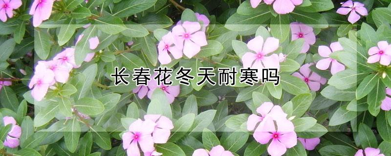 长春花冬天耐寒吗（长春花耐低温吗）