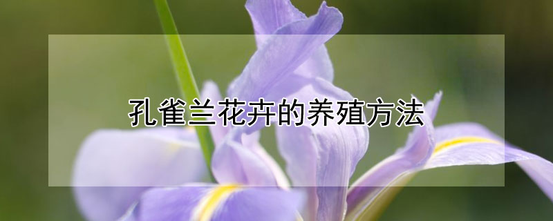 孔雀兰花卉的养殖方法（孔雀兰怎么养殖）