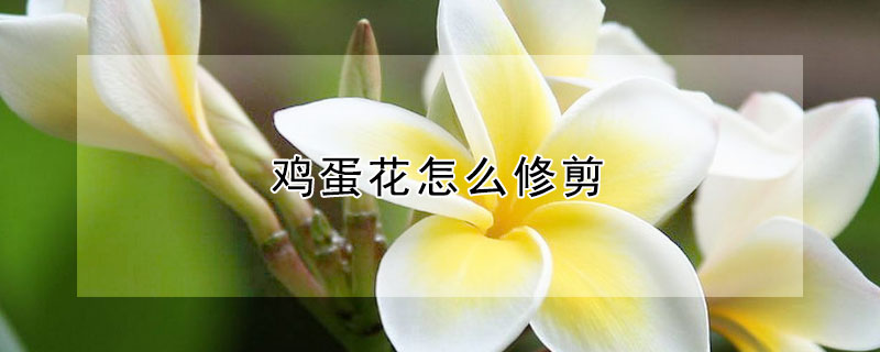 鸡蛋花怎么修剪