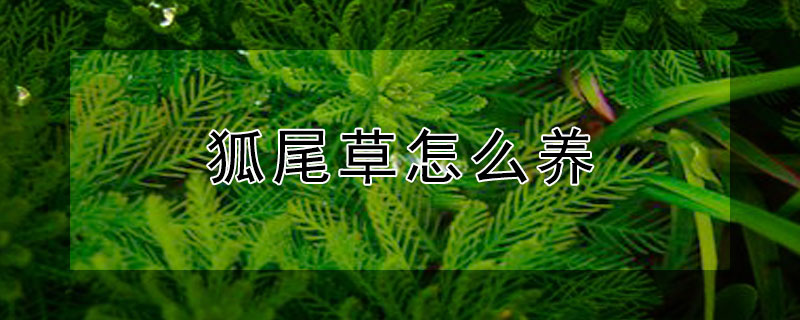 狐尾草怎么养（狐尾草的养殖）