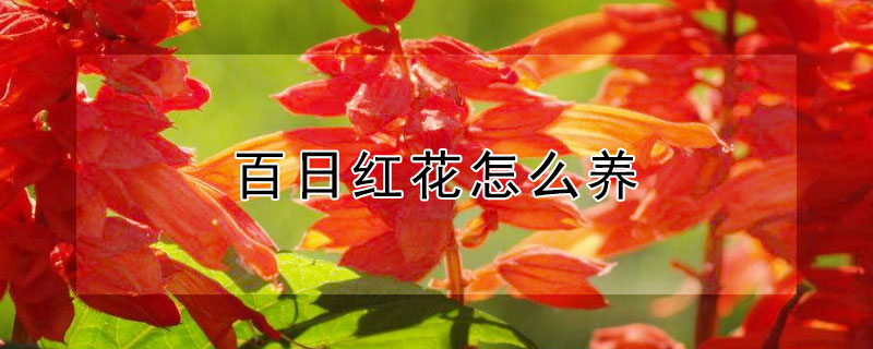 百日红花怎么养（百日红如何养）