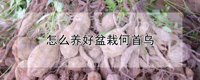 怎么养好盆栽何首乌（何首乌植物怎么养）