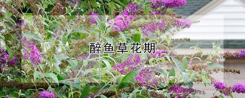 醉鱼草花期