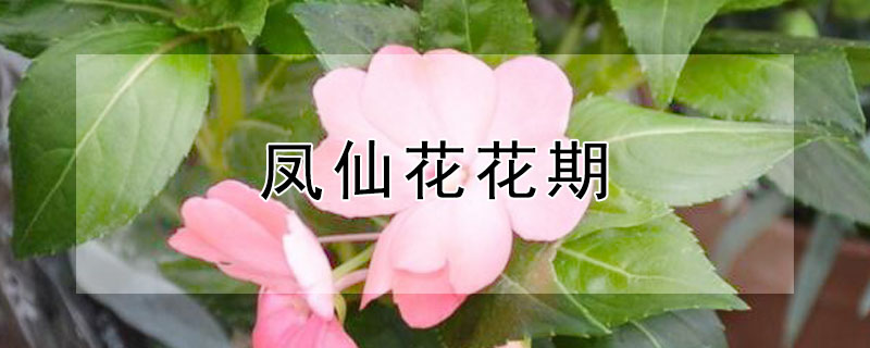 凤仙花花期