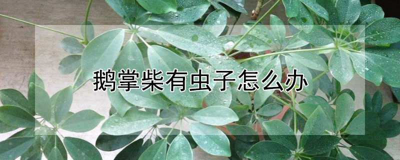 鹅掌柴有虫子怎么办