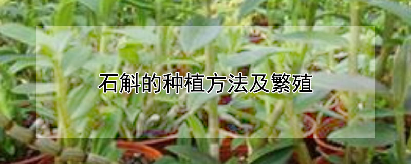 石斛的种植方法及繁殖