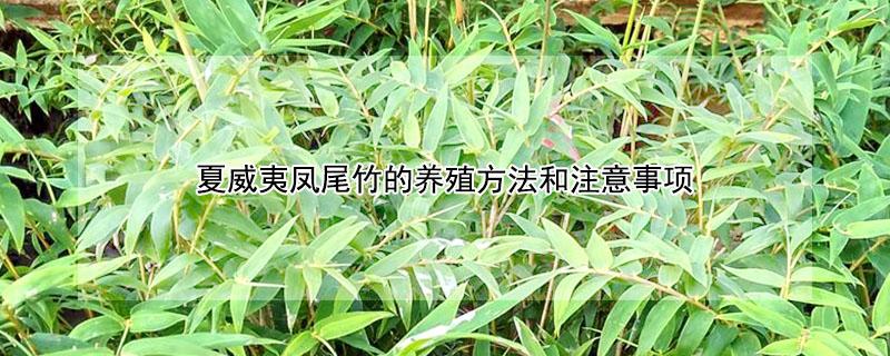 夏威夷凤尾竹的养殖方法和注意事项 夏威夷凤尾竹怎么养