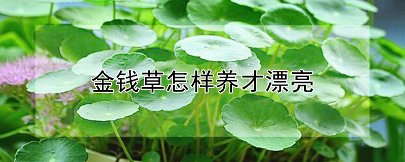 金钱草怎样养才漂亮