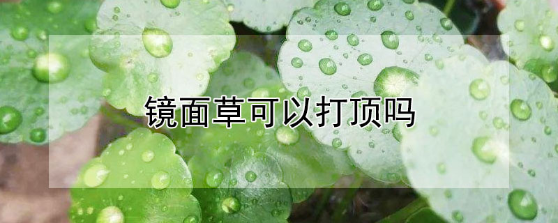 镜面草可以打顶吗