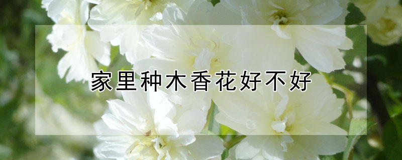 家里种木香花好不好