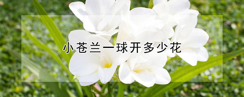 小苍兰一球开多少花