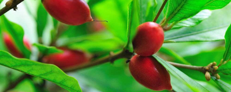 神秘果种植条件 神秘果树种植条件