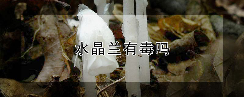 水晶兰有毒吗