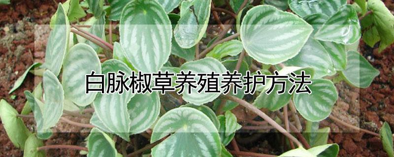 白脉椒草养殖养护方法