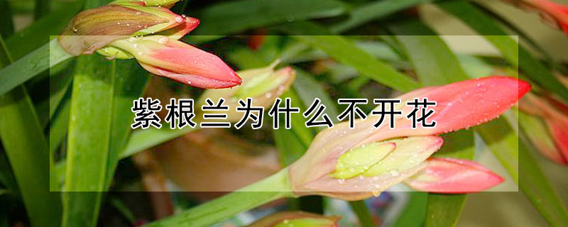 紫根兰为什么不开花（紫根兰不开花原因）