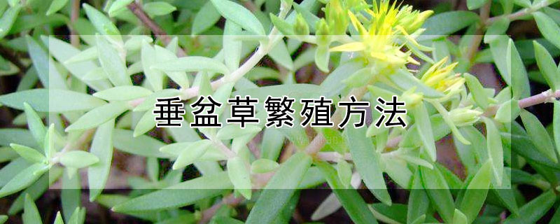 垂盆草繁殖方法（垂盆草种植方法）