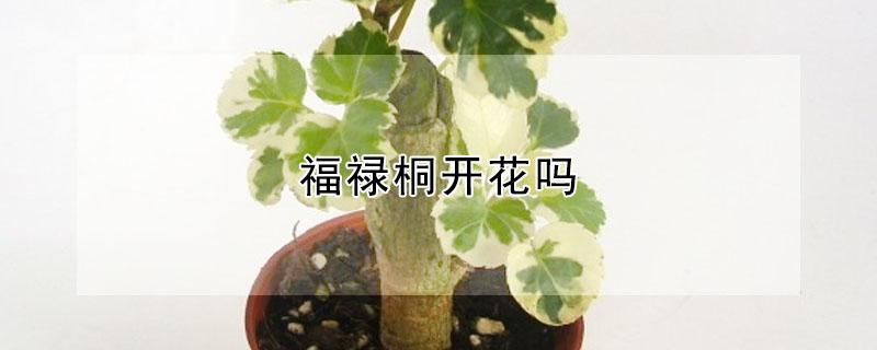 福禄桐开花吗