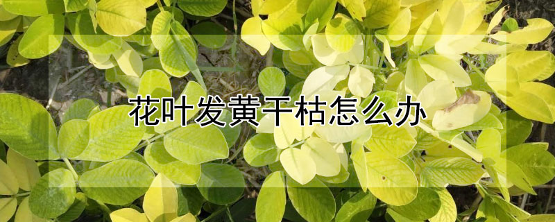 花叶发黄干枯怎么办（花叶发干发黄怎么办）