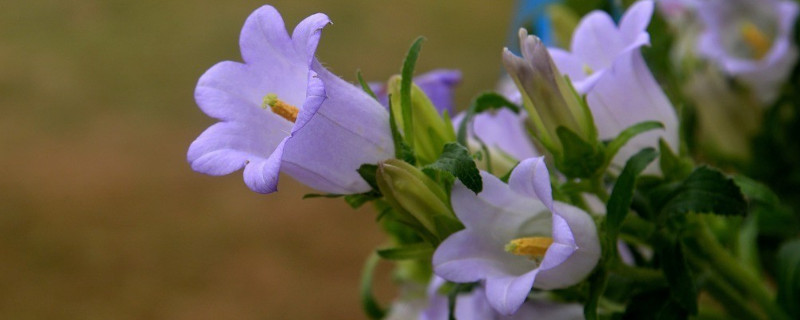 迷你风铃花养殖方法