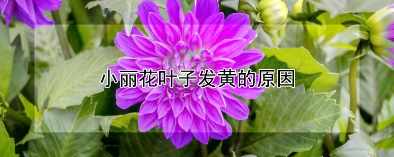 小丽花叶子发黄的原因 大丽花的叶子为什么黄