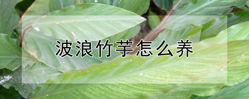 波浪竹芋怎么养（波浪竹芋是好花吗）